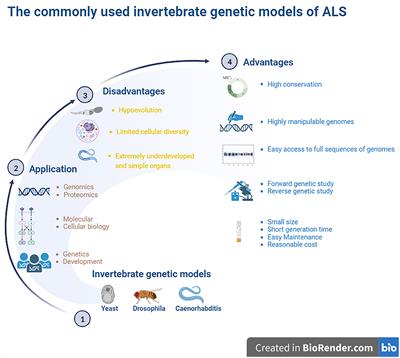 Invertebrate genetic models of amyotrophic lateral sclerosis